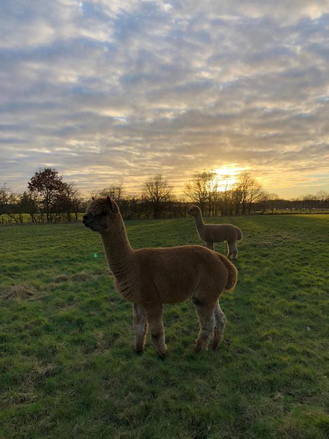 Grutsk Op 12 Bed & Breakfast Drachten Dış mekan fotoğraf
